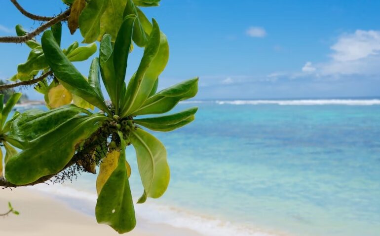 Anse Forbans Beach