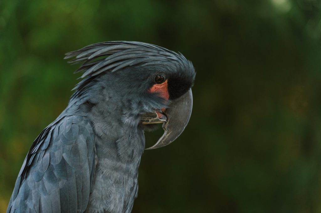 Black Parrot of Seychelles