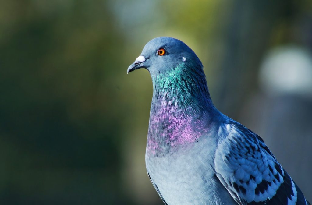 Blue Pigeon of Seychelles