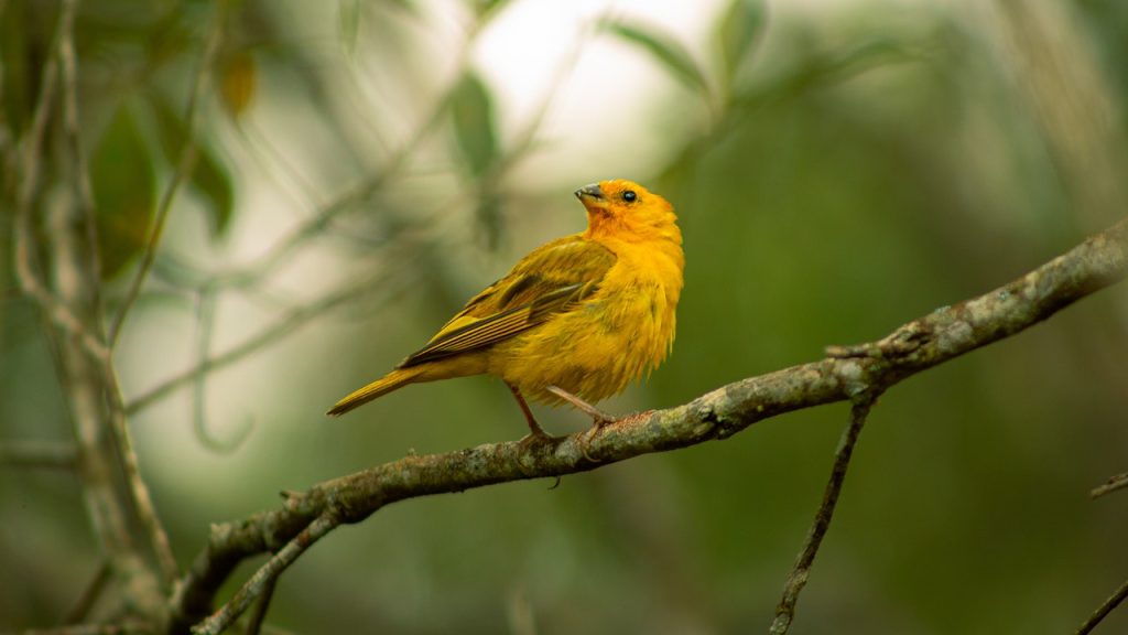 Warbler of Seychelles