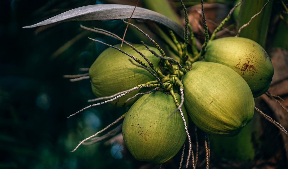 big size coconut in seychelles